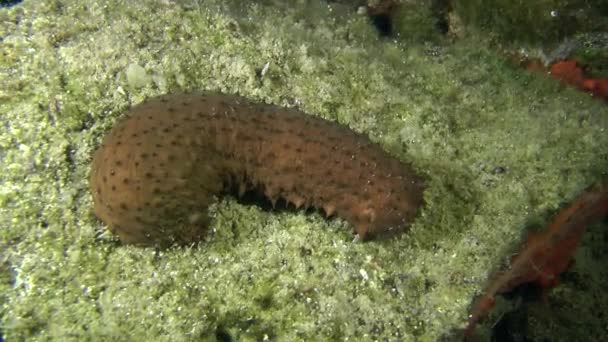 Filatrice di cotone di cetrioli di mare  . — Video Stock