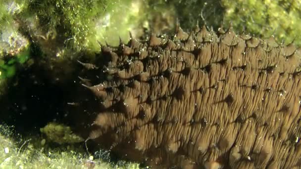 Concombres de mer fileuse de coton  . — Video