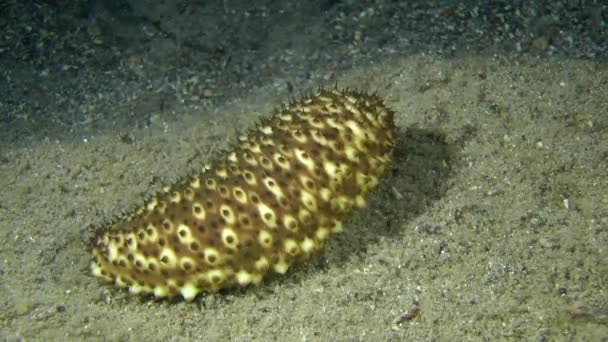 Pepino marinho (Holothuria sanctori ). — Vídeo de Stock