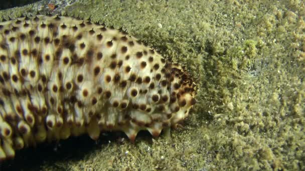 Sea cucumber (Holothuria sanctori). — Stock Video