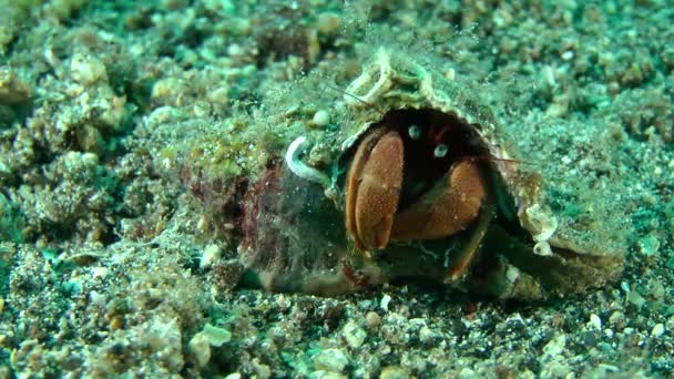 Eremitkräfta (Pagurus sp.). — Stockvideo