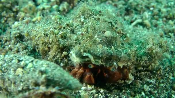 Two Hermit Crabs (Pagurus sp.). — Stock Video