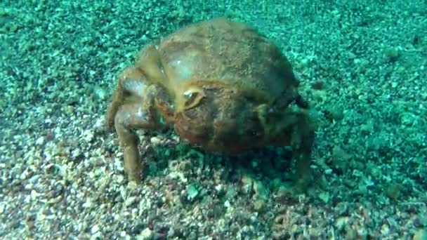 Sponge Crab (Dromia personata). — Stock Video