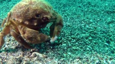 Sünger Yengeç (Dromia personata).