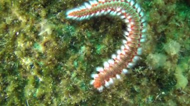 Sakallı Ateş Kurdu (Hermodice carunculata).