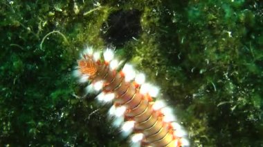 Sakallı Ateş Kurdu (Hermodice carunculata).