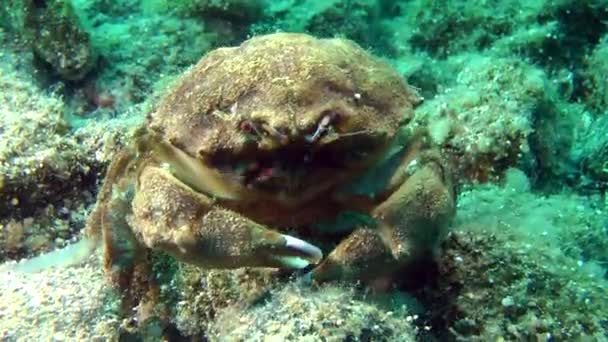 Svamp krabba (Dromia personata). — Stockvideo