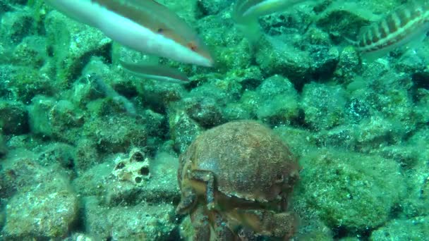 Mediterrane rainbow wrasse onderzoekt spons krab. — Stockvideo