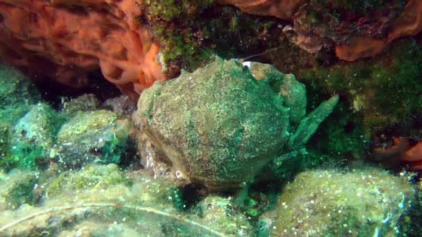 Kepiting Sponge (Dromia personata ). — Stok Video
