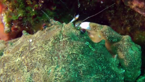 Gąbka kraba (Dromia personata). — Wideo stockowe