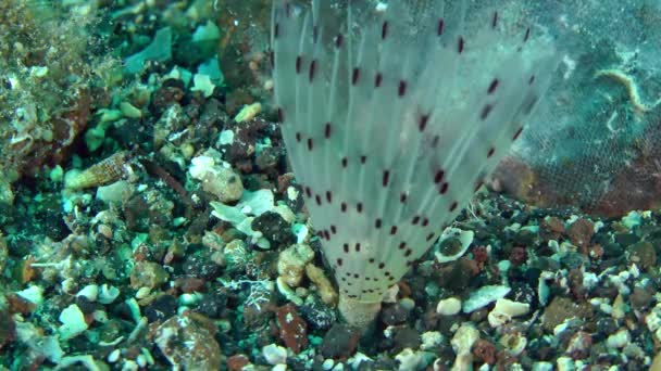 Peacock mask (Sabella pavonina). — Stockvideo