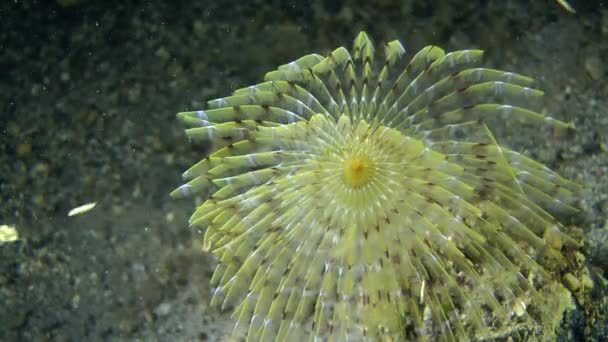 Ευρωπαϊκό ανεμιστήρα ιό τύπου worm (Sabella spallanzanii). — Αρχείο Βίντεο