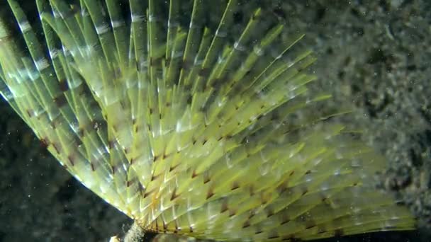 Gusano abanico europeo (Sabella spallanzanii ). — Vídeo de stock