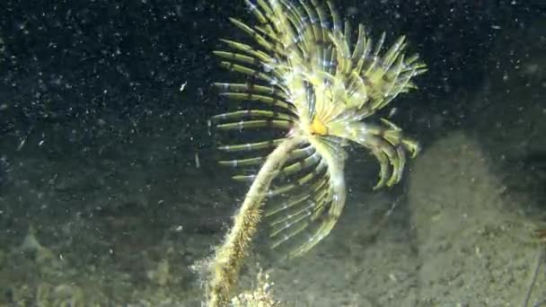 Gusano abanico europeo (Sabella spallanzanii ). — Vídeo de stock