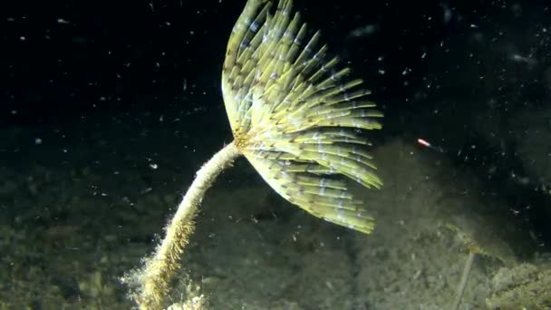 Ver des éventails (Sabella spallanzanii) ). — Video