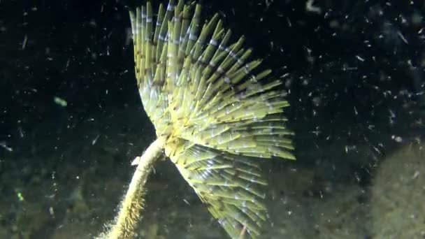 Gusano abanico europeo (Sabella spallanzanii ). — Vídeos de Stock