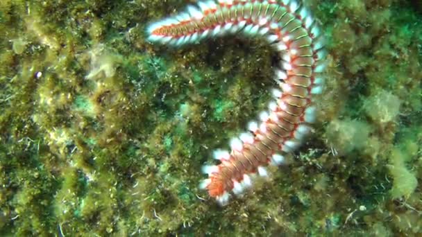 Verme de fogo barbudo (Hermodice carunculata). — Vídeo de Stock