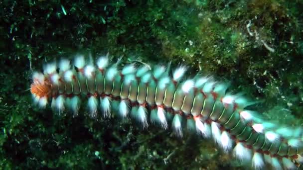 Gusano de fuego barbudo (Hermodice carunculata). — Vídeo de stock