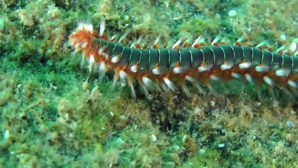 Verme de fogo barbudo (Hermodice carunculata). — Vídeo de Stock