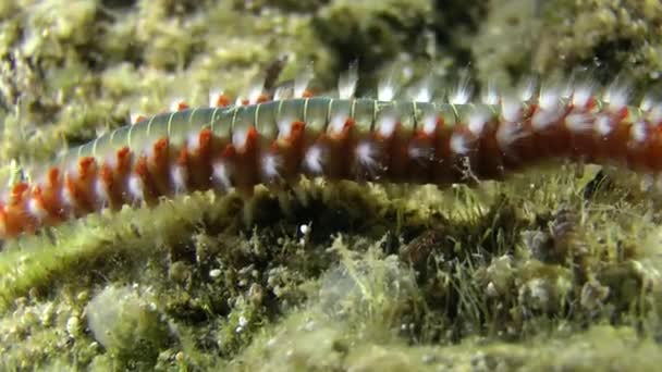 Bearded fireworm (Hermodice carunculata). — Stock Video