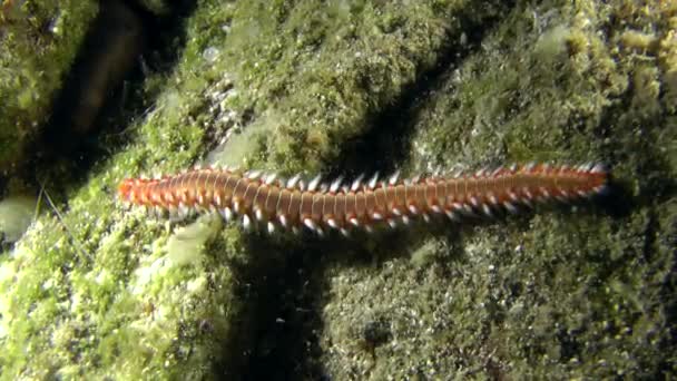 Skäggig eldmask (Hermodice carunculata)). — Stockvideo