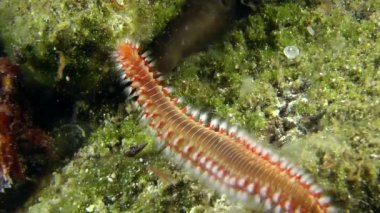 Sakallı Ateş Kurdu (Hermodice carunculata).