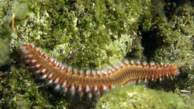 Sakallı Ateş Kurdu (Hermodice carunculata).