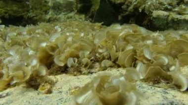 Kahverengi algler Peacock'ın kuyruk (Padina Pavonica).