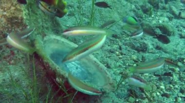 Deniz balıkları antik seramik tabak arka plan üzerinde yüzmek.