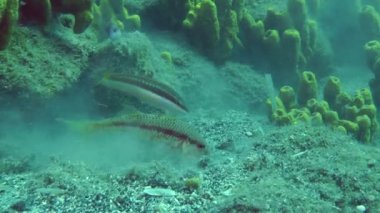 Deniz balıkları tekir kumlu alt digs.