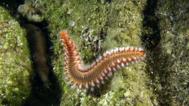 Бородатый огненный червь (Hermodice carunculata). — стоковое видео