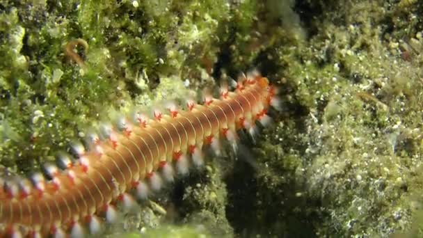 Skäggig eldmask (Hermodice carunculata)). — Stockvideo