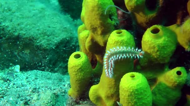 Verme de fogo barbudo (Hermodice carunculata). — Vídeo de Stock