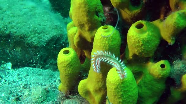 Gusano de fuego barbudo (Hermodice carunculata). — Vídeo de stock