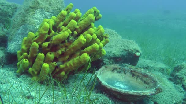 Antike Keramikschale vor dem Hintergrund der Unterwasserlandschaft. — Stockvideo