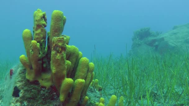 Les poissons marins nagent sur le fond des paysages sous-marins . — Video