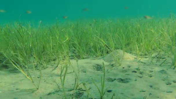 Thickets of Grasswrack (Zostera marina) ). — стоковое видео