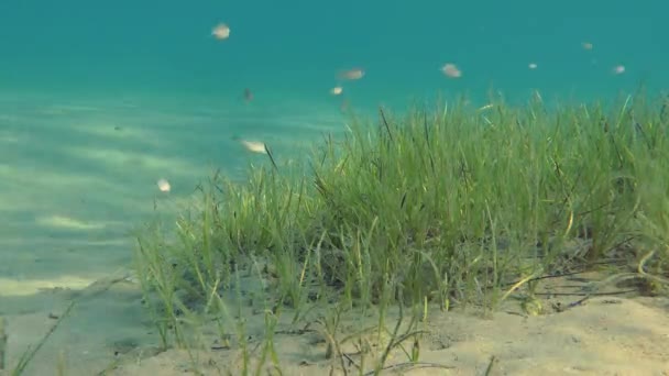 Thickets of Grasswrack (Zostera marina) ). — стоковое видео