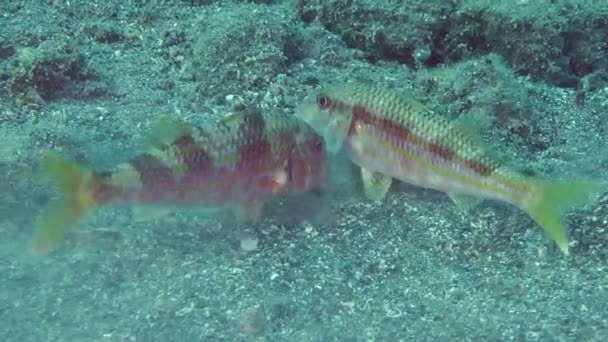 Peces marinos Salmonete rojo cava el fondo arenoso . — Vídeos de Stock