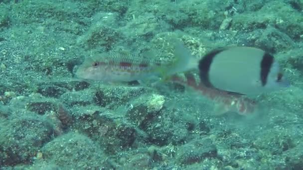 Meerfisch Rotbarbe gräbt den sandigen Boden. — Stockvideo