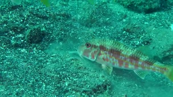 Pesce marino Triglia rossa scava il fondo sabbioso . — Video Stock