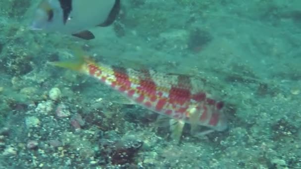 Peces marinos Salmonete rojo cava el fondo arenoso . — Vídeo de stock