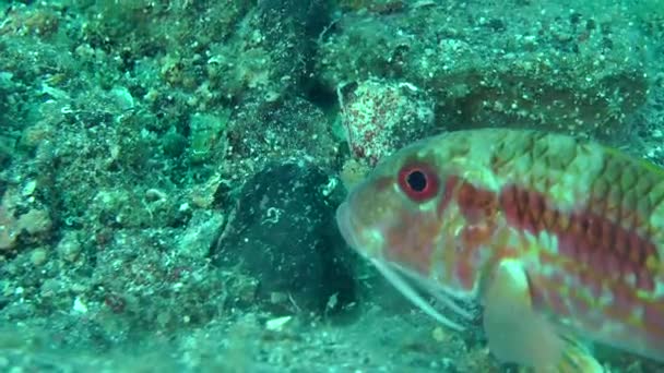 Ikan laut Red mullet menggali dasar berpasir . — Stok Video