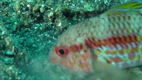 Peces marinos Salmonete rojo cava el fondo arenoso . — Vídeo de stock