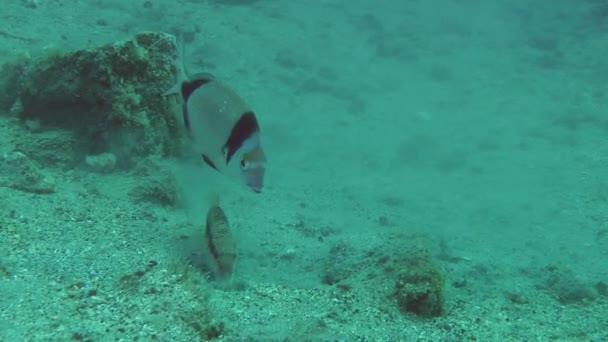 Θαλασσινά ψάρια και κοράλια μπαρμπούνι σκάβει την αμμώδη βυθό. — Αρχείο Βίντεο