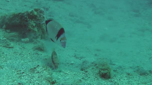 Peces marinos Salmonete rojo cava el fondo arenoso . — Vídeo de stock