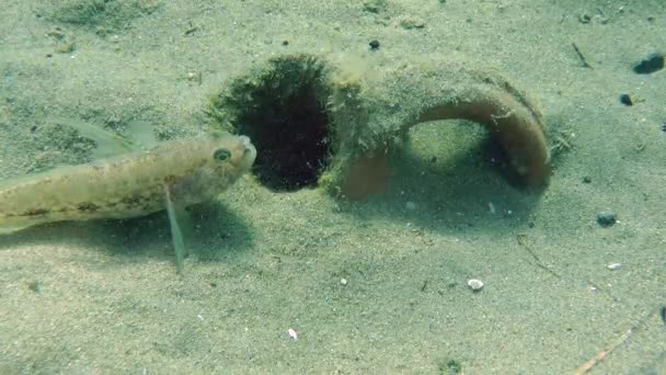 Gobbo nero (Gobius niger ). — Video Stock