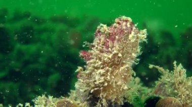 Kirli deniz-su (Ascidiella aspersa).