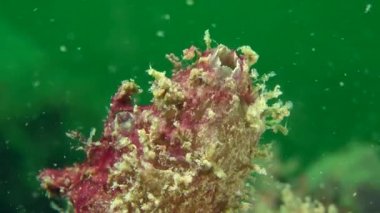 Kirli deniz-su (Ascidiella aspersa).