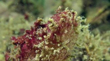 Kirli deniz-su (Ascidiella aspersa).